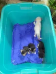 Ninhada de gatinhos