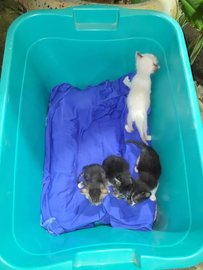 Gato ra a SRD-ViraLata idade Abaixo de 2 meses nome Ninhada de gatinhos 