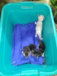Ninhada de gatinhos