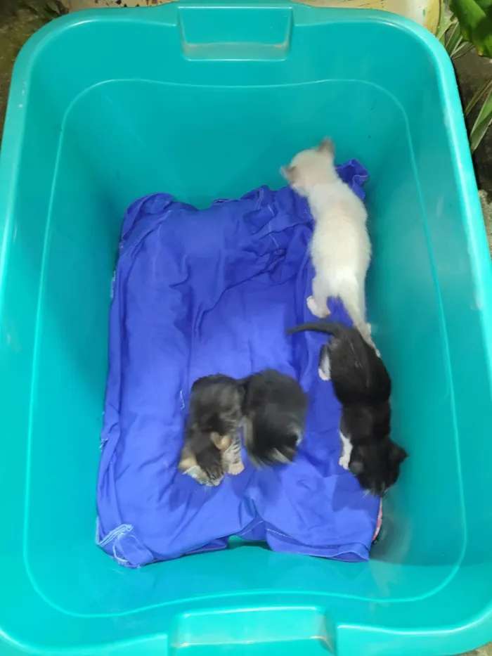 Gato ra a SRD-ViraLata idade Abaixo de 2 meses nome Ninhada de gatinhos 