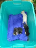 Ninhada de gatinhos
