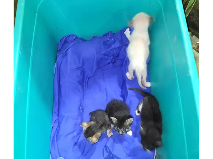 Gato ra a SRD-ViraLata idade Abaixo de 2 meses nome Ninhada de gatinhos 