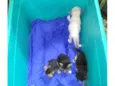 Ninhada de gatinhos