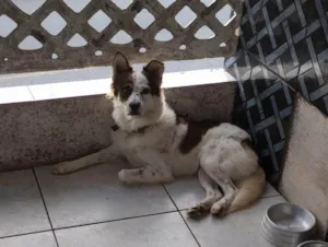 Cachorro raça SRD-ViraLata idade 7 a 11 meses nome Border collie