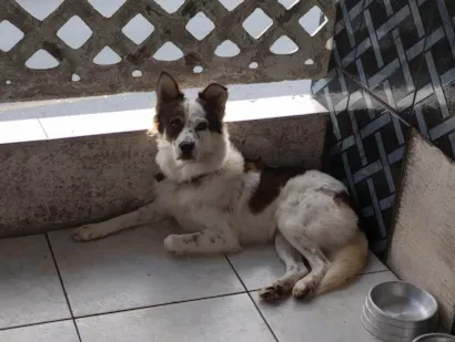 Cachorro raça SRD-ViraLata idade 7 a 11 meses nome Border collie