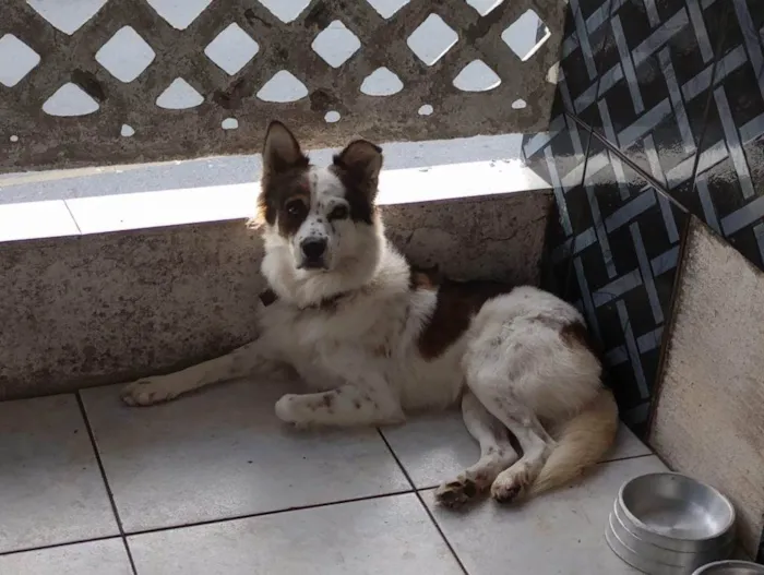 Cachorro ra a SRD-ViraLata idade 7 a 11 meses nome Border collie