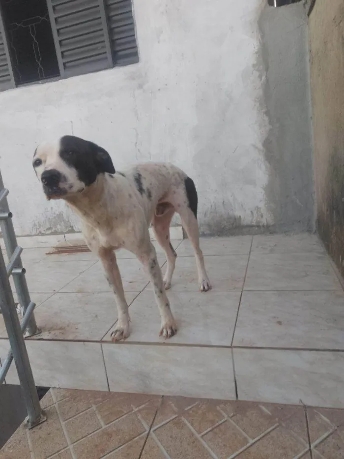 Cachorro ra a SRD-ViraLata idade 7 a 11 meses nome Adoção Urgente