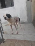 Adoção Urgente