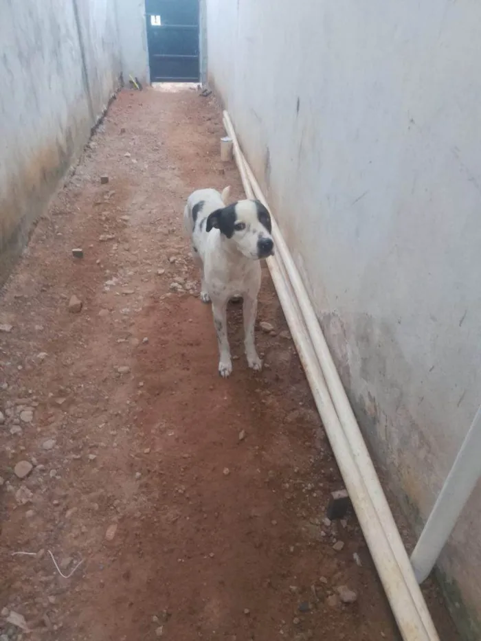 Cachorro ra a SRD-ViraLata idade 7 a 11 meses nome Adoção Urgente