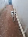 Adoção Urgente