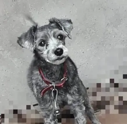 Cachorro ra a Yorkshire idade 7 a 11 meses nome Adoção Urgente