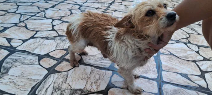 Cachorro ra a SRD-ViraLata idade 7 a 11 meses nome Porte P Urgente
