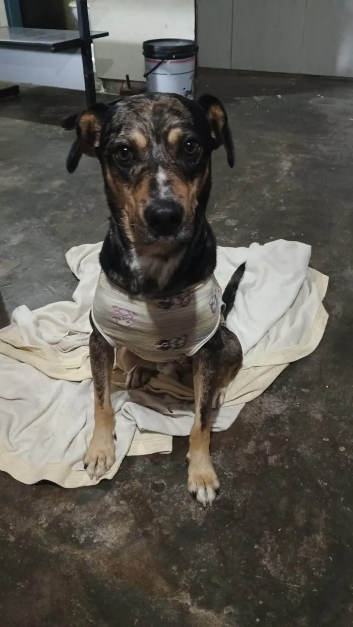 Cachorro ra a SRD-ViraLata idade 7 a 11 meses nome Adoção Urgente
