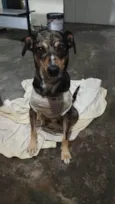 Adoção Urgente
