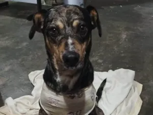 Cachorro raça SRD-ViraLata idade 7 a 11 meses nome Adoção Urgente