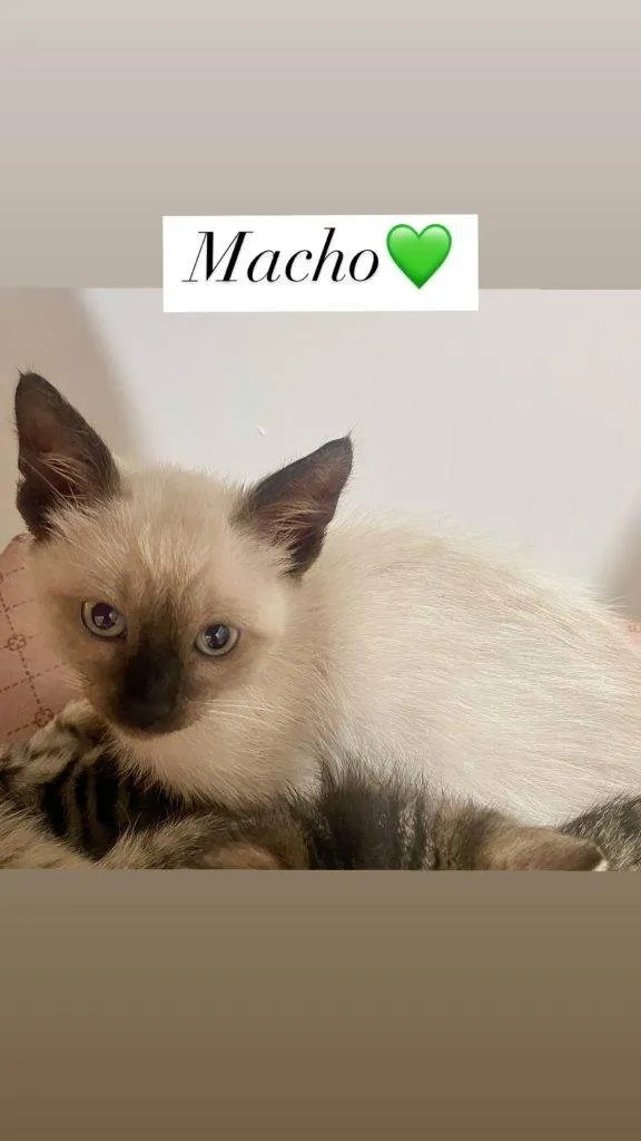 Gato ra a SRD-ViraLata idade Abaixo de 2 meses nome Filhotes Urgente