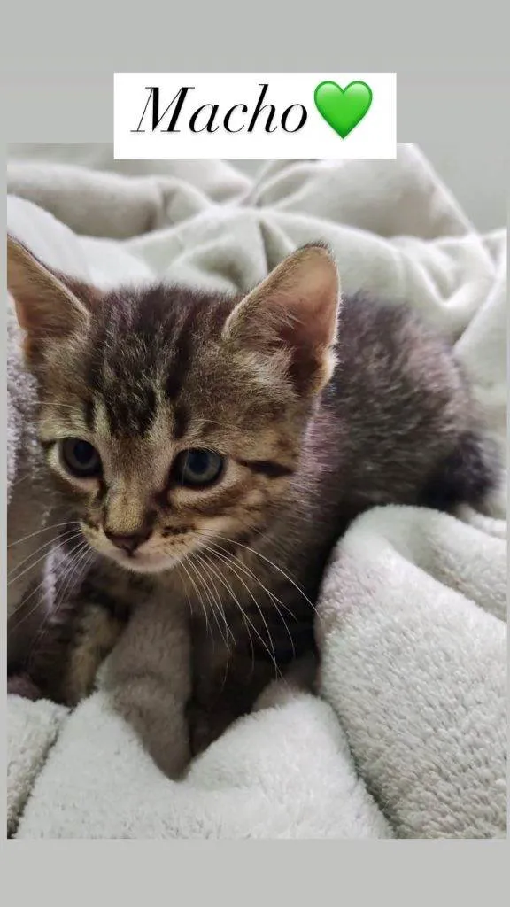 Gato ra a SRD-ViraLata idade Abaixo de 2 meses nome Filhotes Urgente