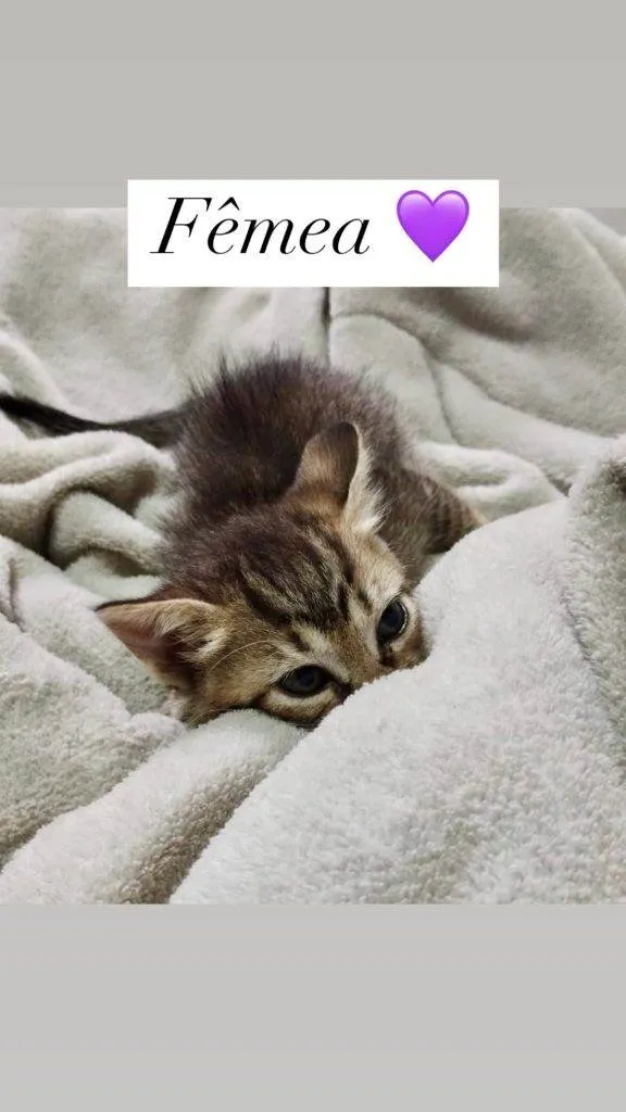 Gato ra a SRD-ViraLata idade Abaixo de 2 meses nome Filhotes Urgente