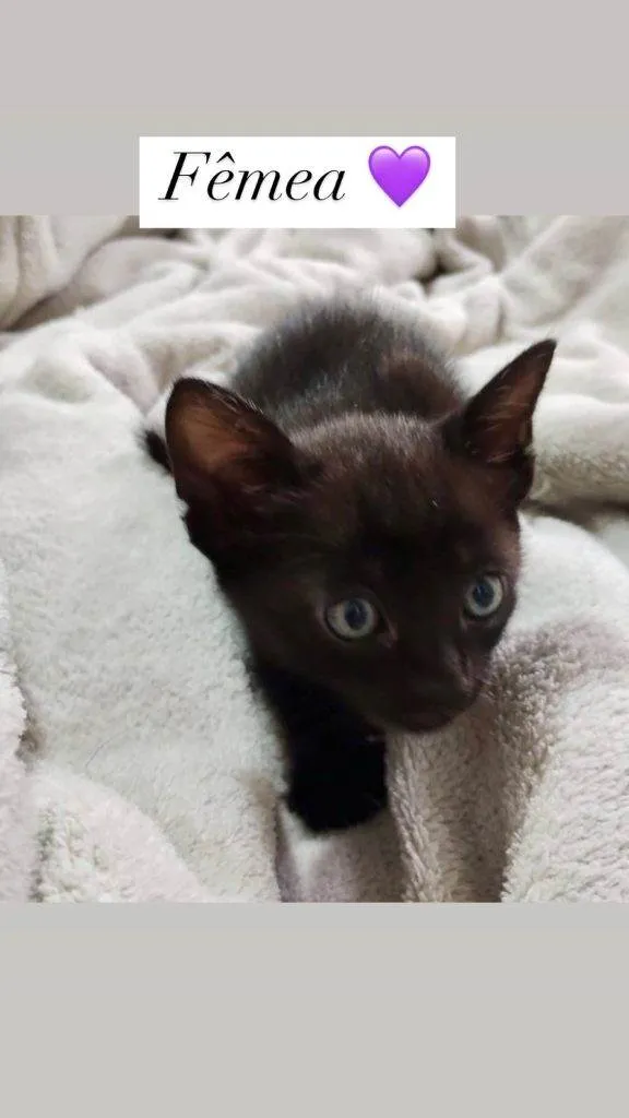 Gato ra a SRD-ViraLata idade Abaixo de 2 meses nome Filhotes Urgente