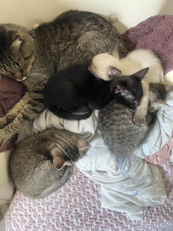 Gato ra a SRD-ViraLata idade Abaixo de 2 meses nome Filhotes Urgente