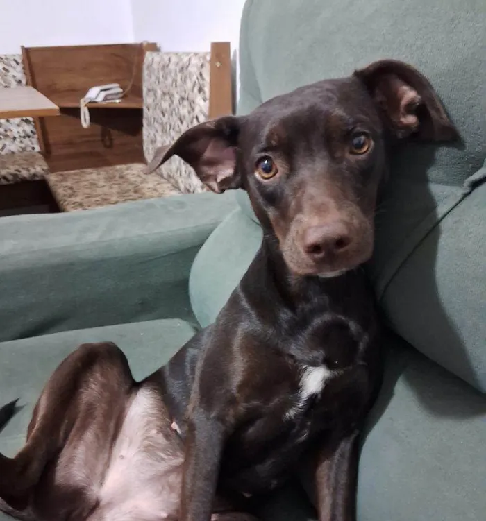 Cachorro ra a SRD-ViraLata idade 7 a 11 meses nome Adoção Urgente