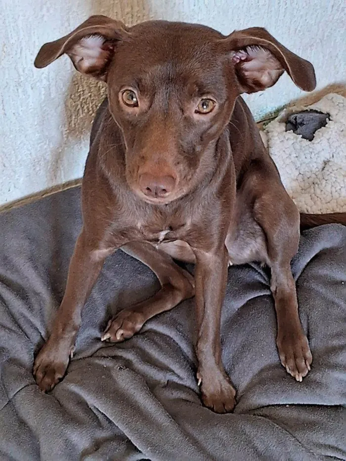 Cachorro ra a SRD-ViraLata idade 7 a 11 meses nome Adoção Urgente