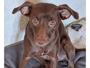 Cachorro raça SRD-ViraLata idade 7 a 11 meses nome Adoção Urgente