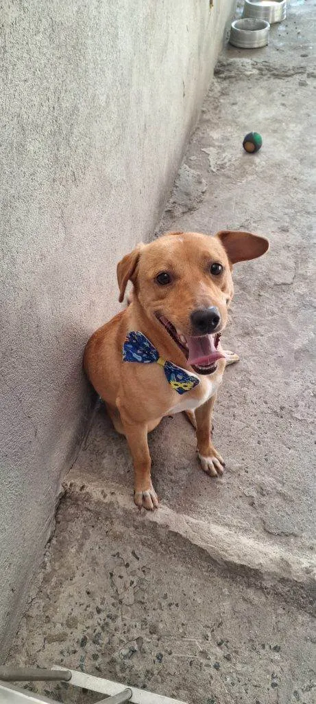 Cachorro ra a SRD-ViraLata idade 2 a 6 meses nome Porte P Urgente