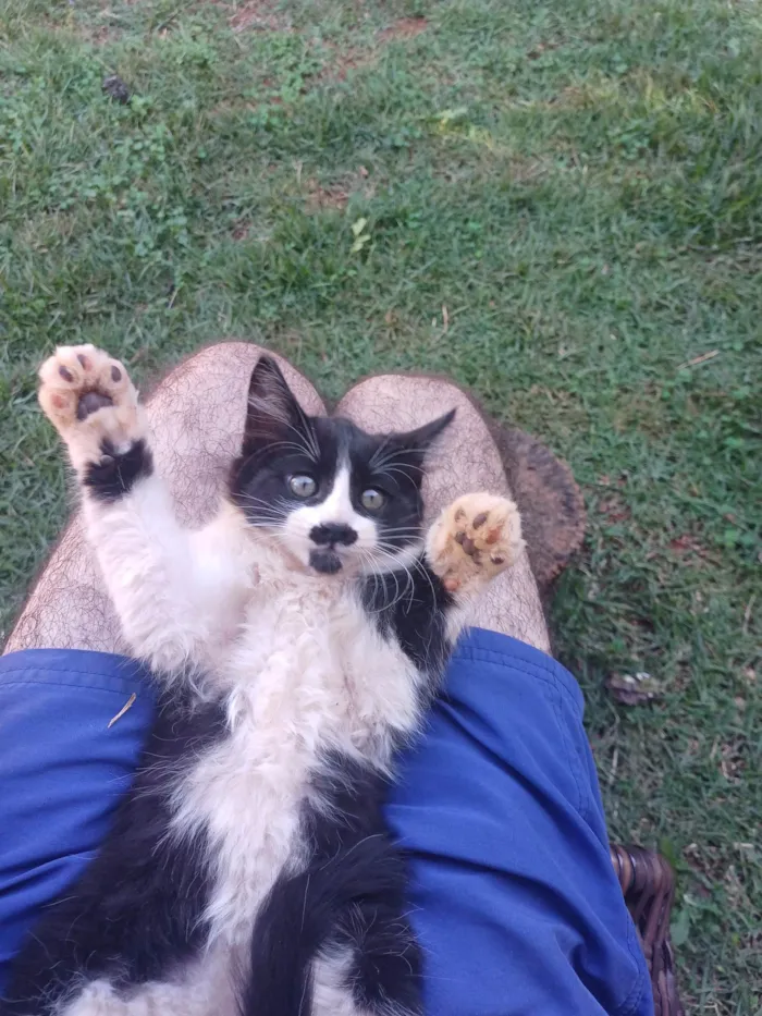 Gato ra a SRD-ViraLata idade 2 a 6 meses nome Frajola