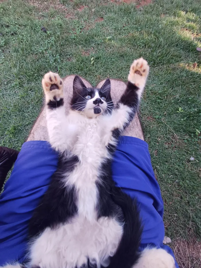 Gato ra a SRD-ViraLata idade 2 a 6 meses nome Frajola