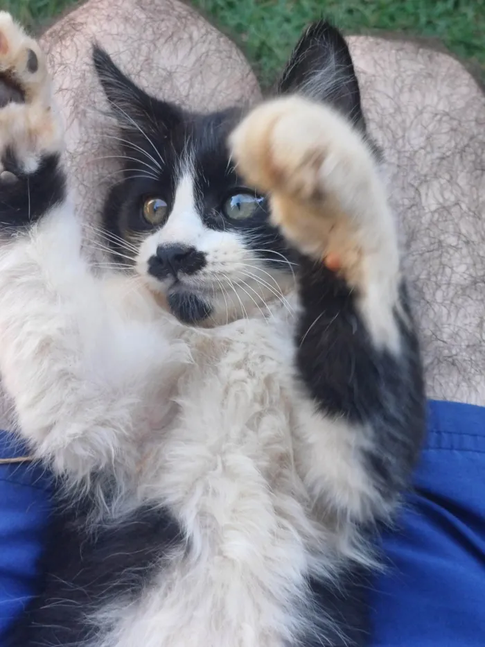 Gato ra a SRD-ViraLata idade 2 a 6 meses nome Frajola