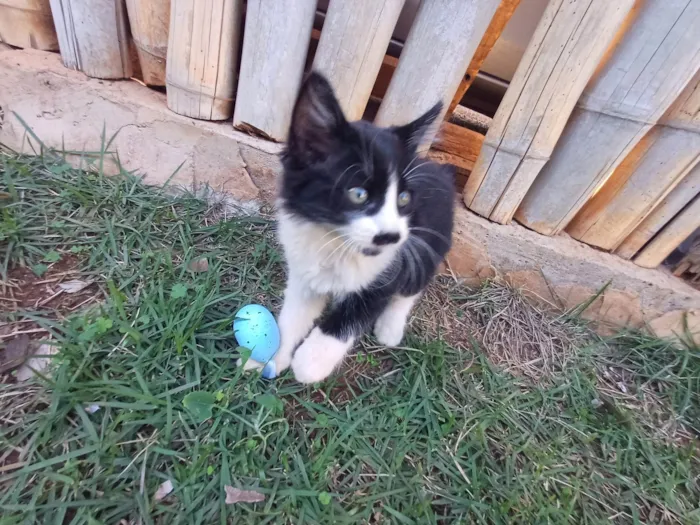 Gato ra a SRD-ViraLata idade 2 a 6 meses nome Frajola