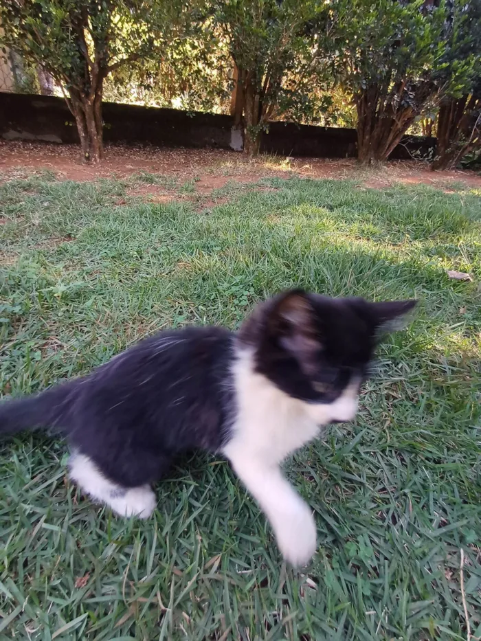 Gato ra a SRD-ViraLata idade 2 a 6 meses nome Frajola