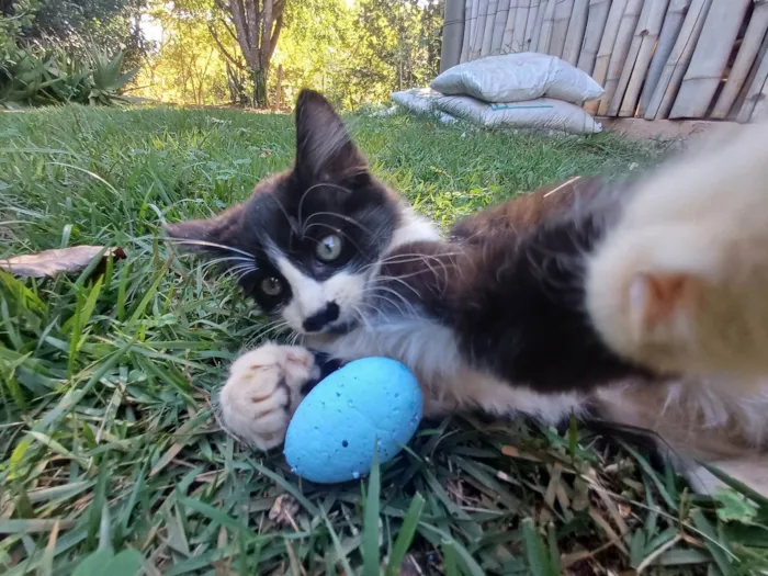 Gato ra a SRD-ViraLata idade 2 a 6 meses nome Frajola
