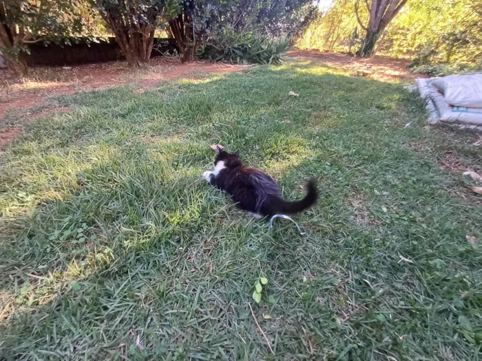 Gato ra a SRD-ViraLata idade 2 a 6 meses nome Frajola