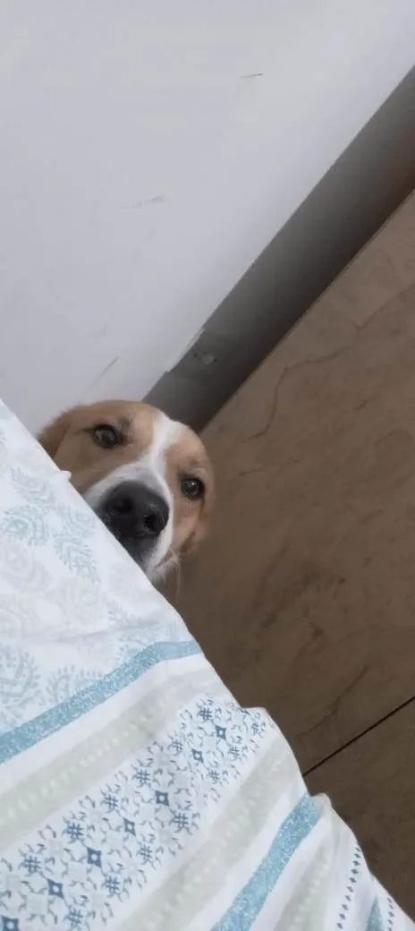 Cachorro ra a SRD-ViraLata idade 7 a 11 meses nome Adoção Urgente