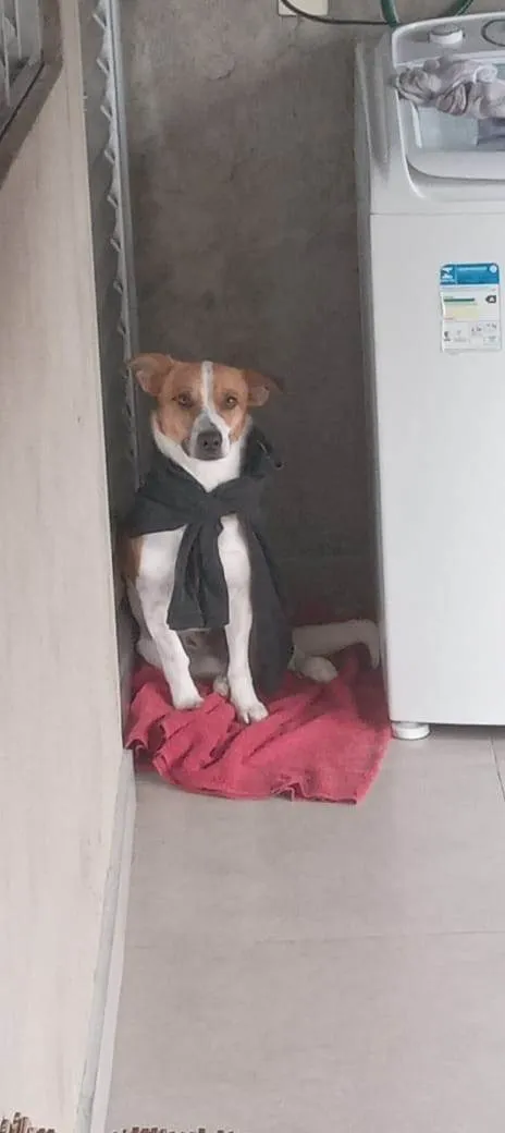 Cachorro ra a SRD-ViraLata idade 7 a 11 meses nome Adoção Urgente
