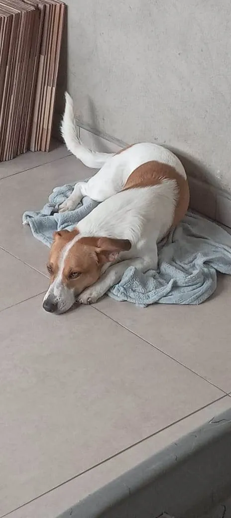 Cachorro ra a SRD-ViraLata idade 7 a 11 meses nome Adoção Urgente
