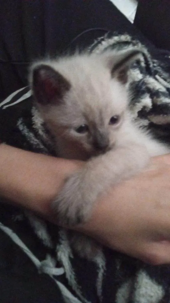 Gato ra a Siamês idade Abaixo de 2 meses nome 2 Filhotes Urgente