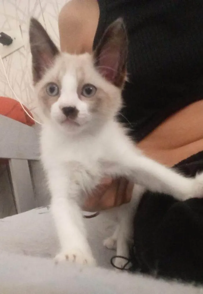 Gato ra a Siamês idade Abaixo de 2 meses nome 2 Filhotes Urgente