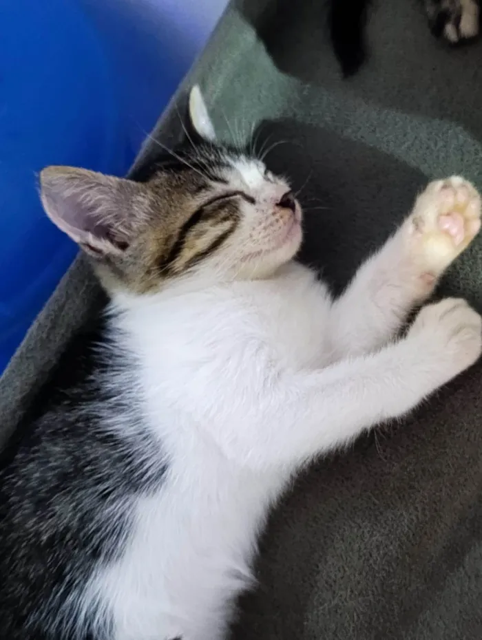 Gato ra a SRD-ViraLata idade 2 a 6 meses nome Luiza Felipa 