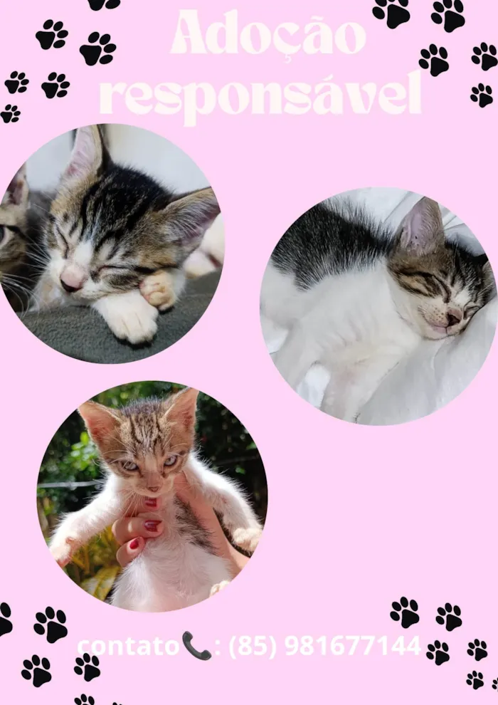 Gato ra a SRD-ViraLata idade 2 a 6 meses nome Luiza Felipa 