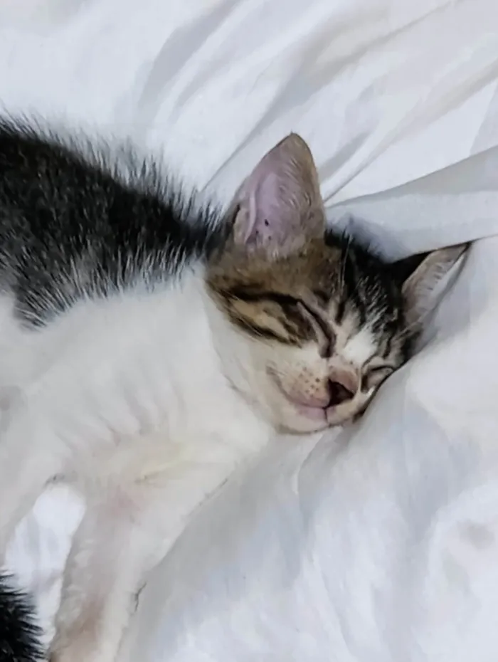 Gato ra a SRD-ViraLata idade 2 a 6 meses nome Luiza Felipa 