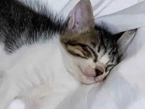 Gato raça SRD-ViraLata idade 2 a 6 meses nome Luiza Felipa 