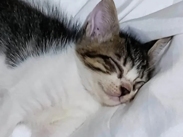 Gato ra a SRD-ViraLata idade 2 a 6 meses nome Luiza Felipa 