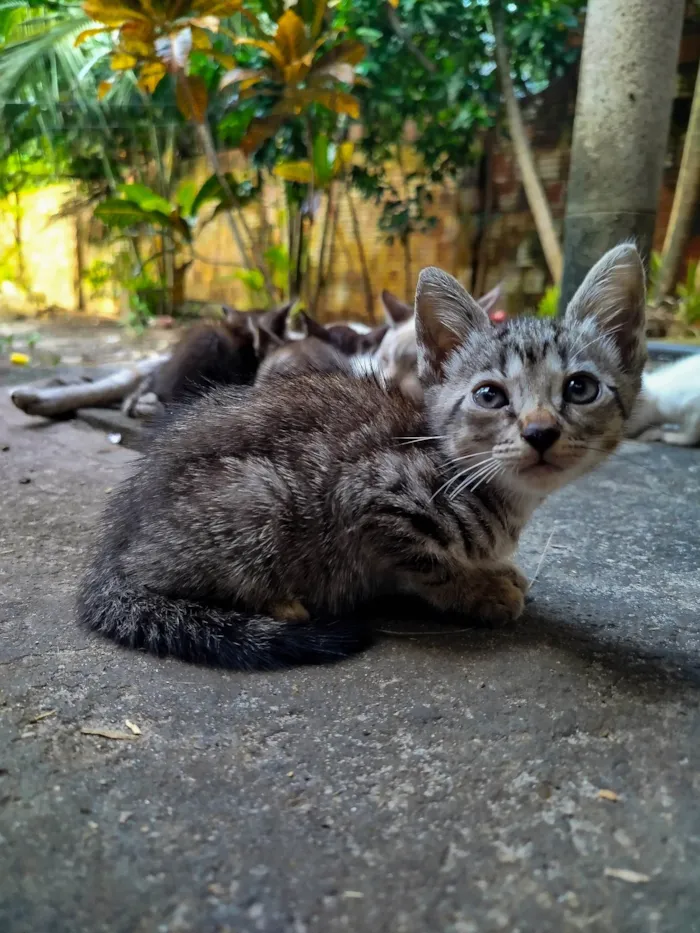 Gato ra a SRD-ViraLata idade 2 a 6 meses nome Lindinha 