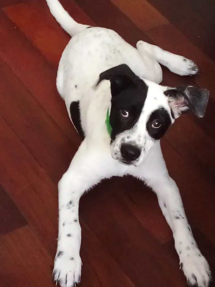 Cachorro ra a SRD-ViraLata idade 2 a 6 meses nome Apolo 