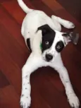 Apolo