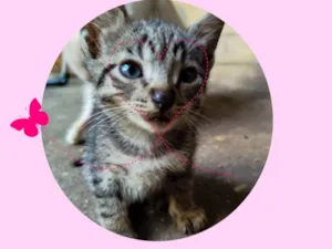 Gato raça SRD-ViraLata idade 2 a 6 meses nome Lindinha 
