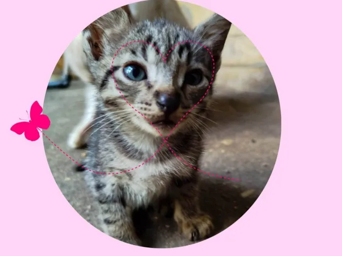 Gato ra a SRD-ViraLata idade 2 a 6 meses nome Lindinha 